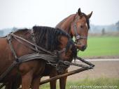 2014.10.11 - HUBERTUS 2014