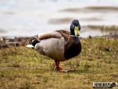 2025.03.31 - WOLSZTYŃSKA PLAŻA