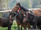 2014.10.11 - HUBERTUS 2014