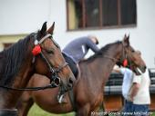 2014.10.11 - HUBERTUS 2014