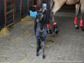 2014.10.11 - HUBERTUS 2014