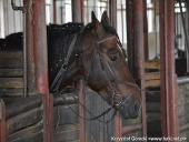 2014.10.11 - HUBERTUS 2014