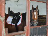 2014.10.11 - HUBERTUS 2014