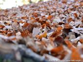 2014.11.02 - ŁAGÓW JESIENIĄ