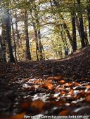 2014.11.02 - ŁAGÓW JESIENIĄ