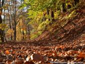 2014.11.02 - ŁAGÓW JESIENIĄ