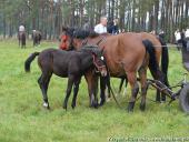 2014.10.11 - HUBERTUS 2014