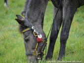 2014.10.11 - HUBERTUS 2014