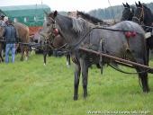 2014.10.11 - HUBERTUS 2014