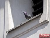 2015.04.11 - MARSZ KATYŃSKI