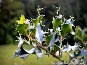 2014.11.23 - ARBORETUM W KÓRNIKU