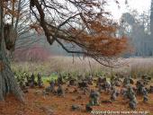 2014.11.23 - ARBORETUM W KÓRNIKU