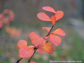 2014.11.23 - ARBORETUM W KÓRNIKU