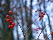 2014.11.23 - ARBORETUM W KÓRNIKU