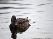 2014.11.23 - ARBORETUM W KÓRNIKU