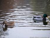 2014.11.23 - ARBORETUM W KÓRNIKU