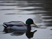 2014.11.23 - ARBORETUM W KÓRNIKU