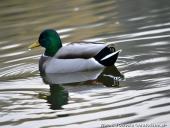 2014.11.23 - ARBORETUM W KÓRNIKU