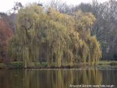 2014.11.23 - ARBORETUM W KÓRNIKU