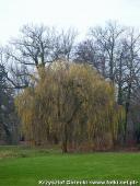 2014.11.23 - ARBORETUM W KÓRNIKU