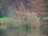 2014.11.23 - ARBORETUM W KÓRNIKU