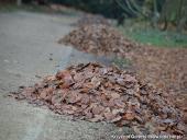 2014.11.23 - ARBORETUM W KÓRNIKU