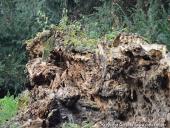 2014.11.23 - ARBORETUM W KÓRNIKU