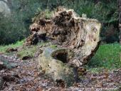 2014.11.23 - ARBORETUM W KÓRNIKU