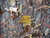 2014.11.23 - ARBORETUM W KÓRNIKU