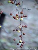 2014.11.23 - ARBORETUM W KÓRNIKU