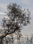 2014.11.23 - ARBORETUM W KÓRNIKU