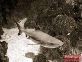 2015.03.06-09 - BARCELONA