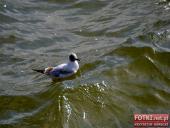 2015.05.01-03 - MIĘDZYZDROJE