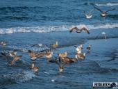 2024.09.07 – MRZEŻYNO - PORT / PLAŻA