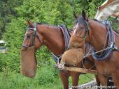 2014.06.28-07.06 - ZAKOPANE