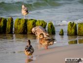 2024.09.07 – MRZEŻYNO - PORT / PLAŻA