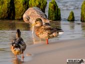 2024.09.07 – MRZEŻYNO - PORT / PLAŻA