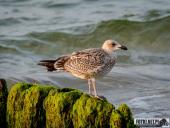 2024.09.07 – MRZEŻYNO - PORT / PLAŻA
