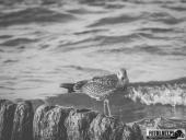 2024.09.07 – MRZEŻYNO - PORT / PLAŻA