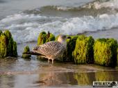 2024.09.07 – MRZEŻYNO - PORT / PLAŻA