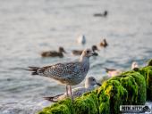 2024.09.07 – MRZEŻYNO - PORT / PLAŻA