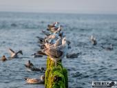 2024.09.07 – MRZEŻYNO - PORT / PLAŻA