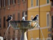 2014.08.23-30 - RZYM