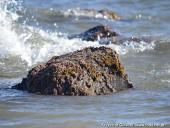 2014.08.23-30 - RZYM