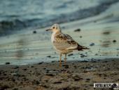 2025.08.26-27 - ZACHÓD I WSCHÓD SŁOŃCA NAD BAŁTYKIEM