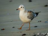 2025.08.26-27 - ZACHÓD I WSCHÓD SŁOŃCA NAD BAŁTYKIEM