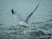 2025.08.26-27 - ZACHÓD I WSCHÓD SŁOŃCA NAD BAŁTYKIEM