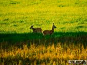 2025.06.15 - OKOLICE OBRY