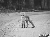 2025.06.26 - SESYJKA LISÓW