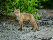 2025.06.26 - SESYJKA LISÓW